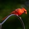Male North American Cardinal