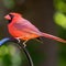 Male North American Cardinal