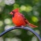 Male North American Cardinal