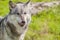 Male North American Gray Wolf, Canis Lupus, Licking His Lips