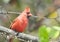 Male norther cardinal