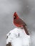 Male Norther Cardinal (Cardinalis cardinalis)