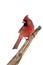 Male Norther Cardinal (Cardinalis cardinalis)