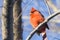 Male norther cardinal (Cardinalis Cardinalis) perched on a branch