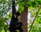 Male norther white cheeked gibbon hanging in a tree, critically endangered animal specie from Asia