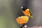 Male Northern Baltimore Oriole Icterus galbula eating an orange.