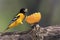 Male Northern Baltimore Oriole Icterus galbula eating an orange.