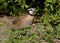 Male northern bobwhite