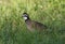 male northern bobwhite quail (Colinus virginianus) in grass with a love bug flying in front of its face