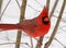 Male Northern Cardinal