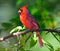 Male Northern Cardinal