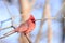 Male northern cardinal