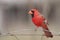 Male northern cardinal