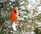 Male Northern cardinal.