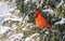 Male Northern cardinal.