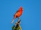 Male Northern Cardinal in Arizona