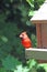 Male Northern Cardinal on a Bird Feeder in Minnesota