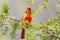 Male Northern Cardinal on a Branch Surrounded by Green Foliage