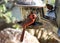 Male northern cardinal eating from a feeder