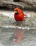 Male northern cardinal at the edge of a pool in the La Lomita Bird and Wildlife Photography Ranch in Uvalde, Texas.