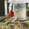 A male Northern Cardinal and a female House Sparrow