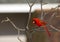 Male Northern Cardinal Gawking