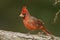 Male Northern Cardinal on a Log