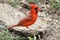 The male northern cardinal is a mid-sized songbird. It has a distinctive crest on the head and a mask on the face