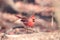 Male northern cardinal perched on branch