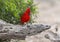 Male northern cardinal perched on a log at the La Lomita Bird and Wildlife Photography Ranch in Texas.