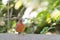 A male Northern Cardinal perching on a split-rail fence