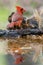 Male Northern cardinal perching on wood with reflection in water