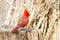 Male Northern Cardinal standing on a Stump, Arizona, USA