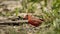 A male northern cardinal starting to molt.