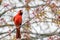 Male Northern Cardinal Surrounded by Spring Flowers