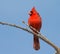 Male Northern cardinal surveying landscape