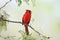 Male Northern Cardinal - Texas