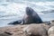 Male Northern Elephant Seal