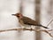 Male northern flicker