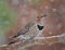 A male Northern Flicker perched on a branch in the snow close up with soft background in the Sierra Nevada mountains