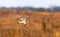 Male northern harrier -circus cyaneus - flying low over meadow, sideways view, underside of wings and tail showing, looking