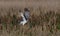 Male northern harrier circus cyaneus landing on prey in marsh