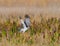 Male northern harrier circus cyaneus landing on prey in marsh