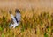 Male northern harrier - circus cyaneus - landing on prey in marsh