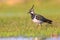 Male Northern lapwing in wetland habitat