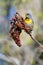 Male Northern Parula Warbler In Staghorn Sumac