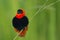 Male Northern Red Bishop displaying for the girls