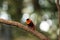 Male Northern red bishop Euplectes franciscanus