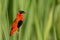 Male Northern Red Bishop perch