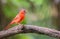 Male Northern Red Cardinal